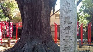 大きいイチョウの木