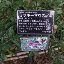 ミッキーマウスノキ