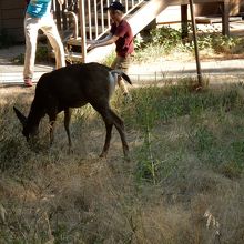 鹿に出くわしました。
