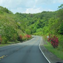 コンパクト・ロード沿いには、赤い葉の木が植えられている箇所も