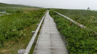 こうほねの花が綺麗です