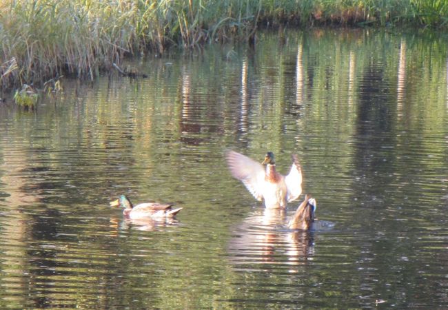 千歳川の三日月湖が残る公園