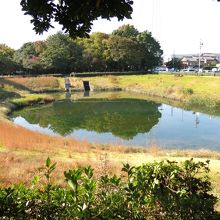 池周り