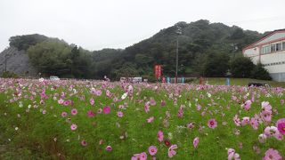 南知多にはえびせんべいの店が多い・・・(^〆^)