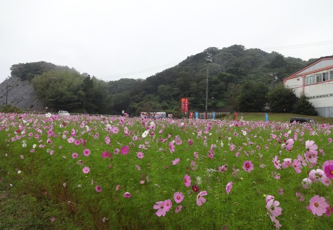 南知多にはえびせんべいの店が多い・・・(^〆^)