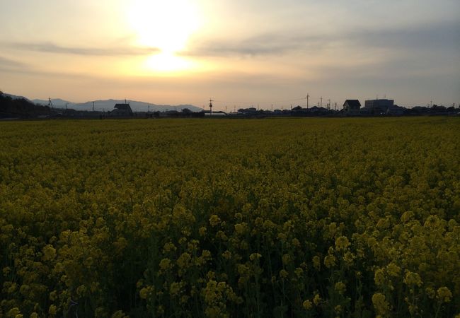 見奈良菜の花まつり