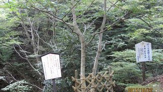 幹の上が太くて下が細いため、逆さに生えたように見えることから「逆さ菩提樹」と呼ばれています。