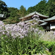紫苑の花咲く寺、弘仁寺。