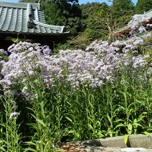 紫苑の花が見頃でした。