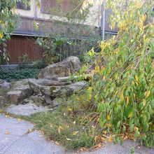 しだれ桜も秋なのでこんな感じ