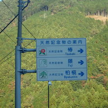 天然記念物の木などもあります