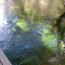 清水橋の上から見たバイカモという水草