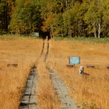 草紅葉を見ながら木道を歩きました