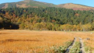 秋の草紅葉もいいです