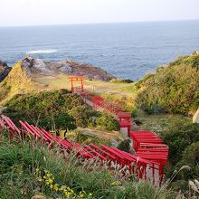上側から望む元乃隅稲成神社の鳥居群です。