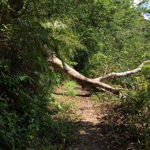 遊歩道の途中には倒木もあったりします。