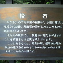 日比谷公園の松石の傍の説明文です。３〜５千年前の木石です。