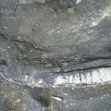 松石上面に、年輪が確認できます。外側の年輪がはっきり見えます