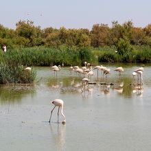 フラミンゴがいっぱい