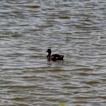 アヒルは、ここでは珍しい・・・