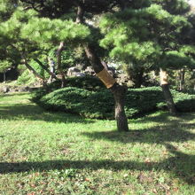 三笠山の東側の斜面です。斜面には松と植栽が植えられています。