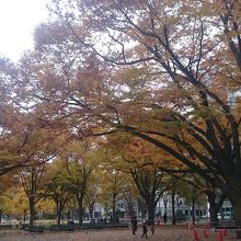 緑も豊かな都市公園です。