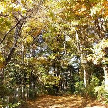 周囲は武蔵野の森林、黄色く紅葉していた。