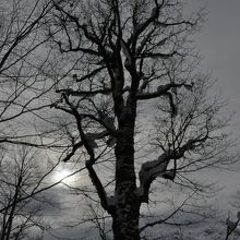 リンダ―ホーフ城内の冬枯れの木