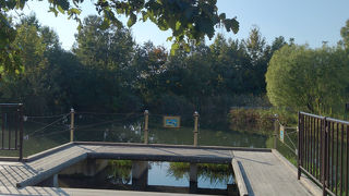 かなり整備されたビオトープ