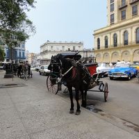 ホテルの向かいに観光馬車がいました