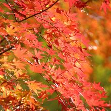 神社の裏から眺められた紅葉