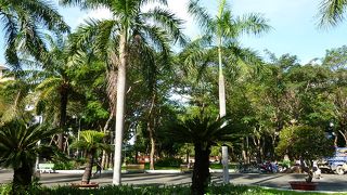 ヤシの木茂る都会のオアシス