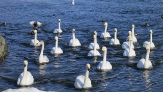 白鳥を見に♪
