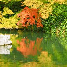 放生池にうつる紅葉。
