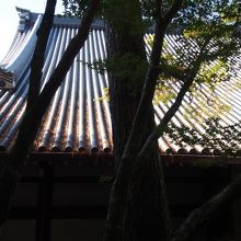 三鈷の松です。