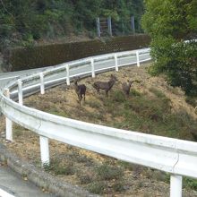 鹿に遭遇。サルにも会った。