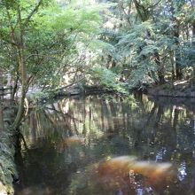 石上神宮　鏡池、この池に天然記念物の「ワタカ」がすんでいます