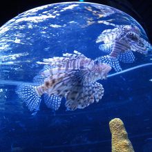 しっかりした水族館もあり