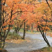 秋の散策路で紅葉狩り