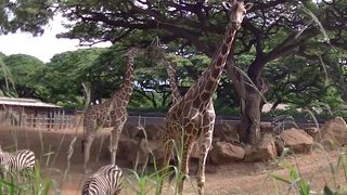 ワイキキの端に位置