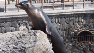 ガラパゴス諸島