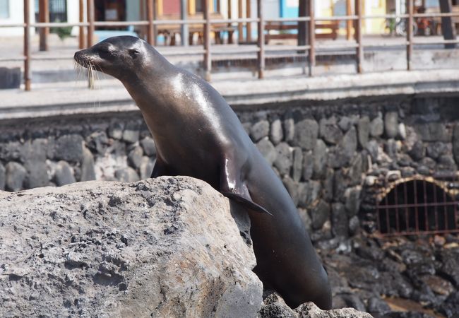 ガラパゴス諸島