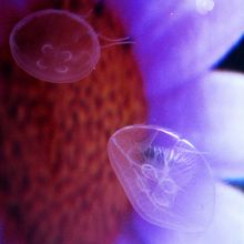 蜷川実花の映像をクラゲとコラボさせた企画【クラゲ万華鏡】