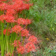 東口の入口に咲いていた曼珠沙華