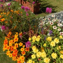 てっぱくひろばにある花壇です