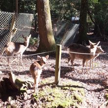 こんなところに？という場所にもいます