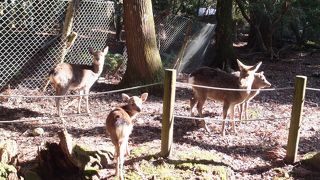 意外とかわいい