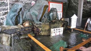 カエルが沢山！