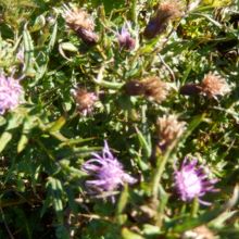 お花を見ることが出来ます