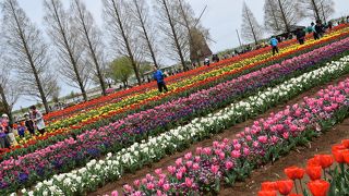 チューリップ祭り